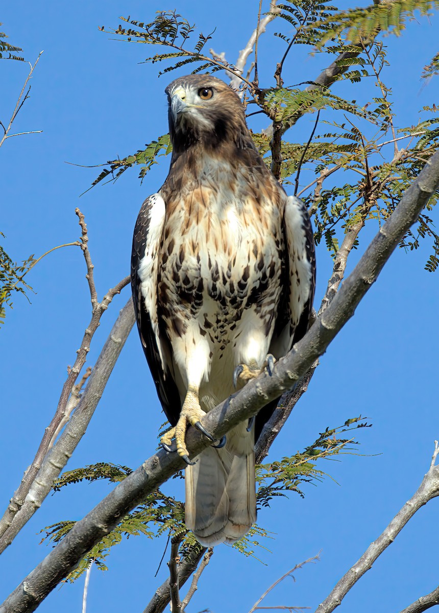 Red-tailed Hawk - ML646464428