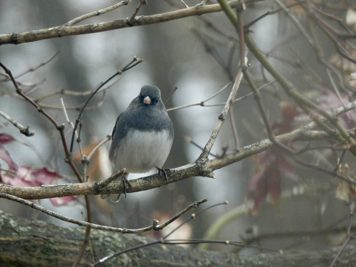 Winterammer - ML646464429