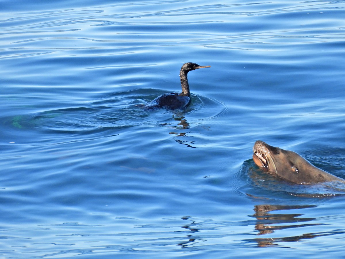 Pelagic Cormorant - ML646464430