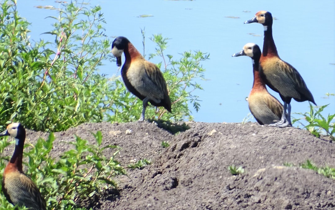 シロガオリュウキュウガモ - ML646464431