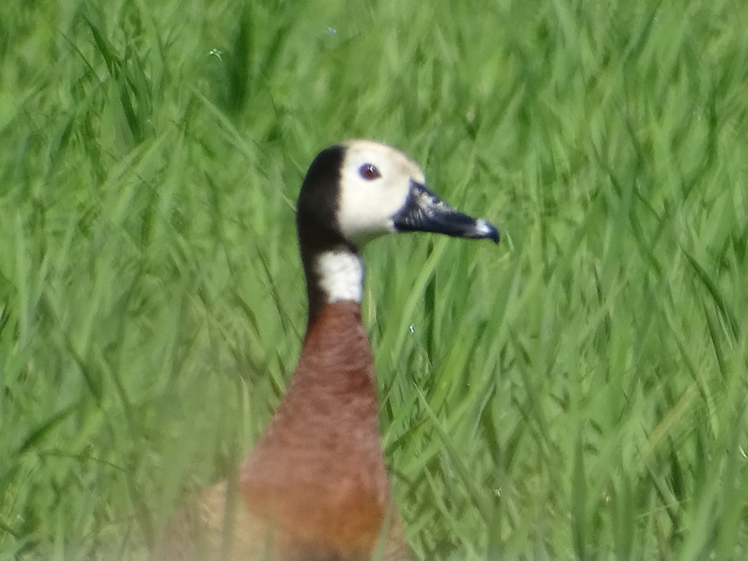 シロガオリュウキュウガモ - ML646464432