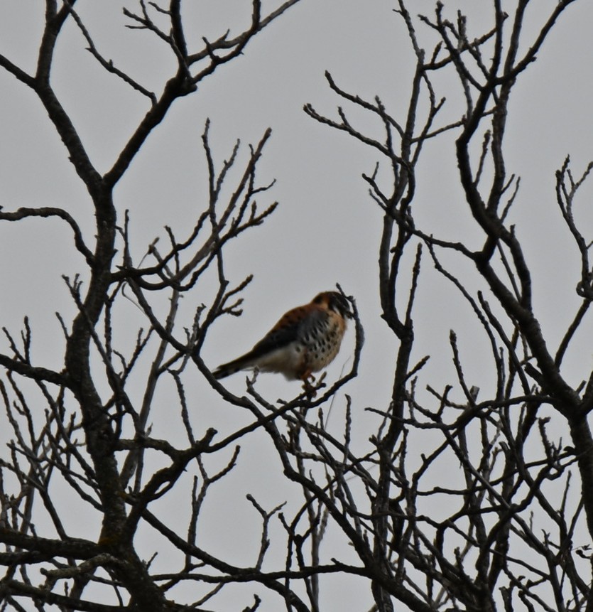 American Kestrel - ML646464434