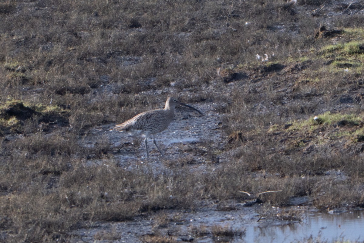 Eurasian Curlew - ML646464438