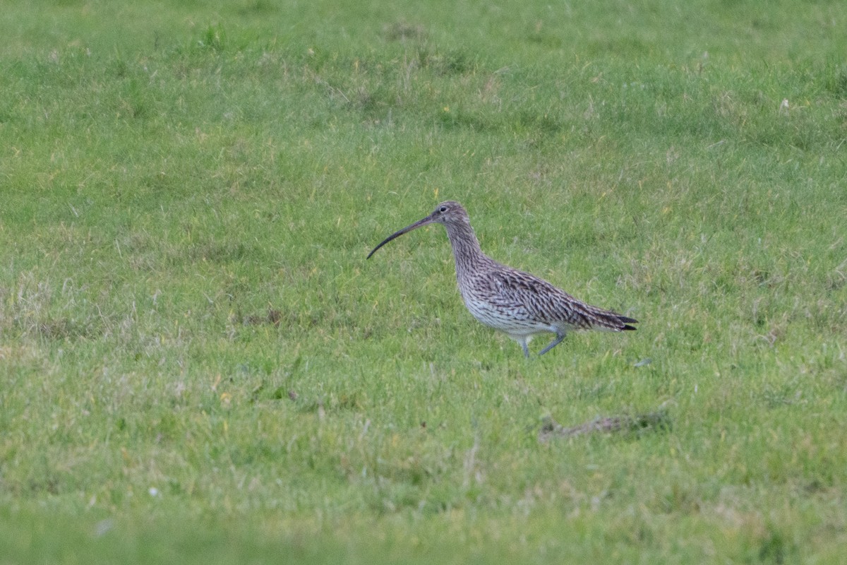 Eurasian Curlew - ML646464439