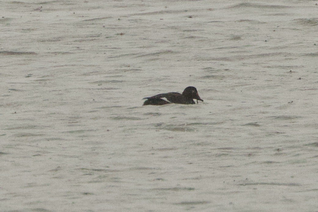 White-winged Scoter - ML646464440