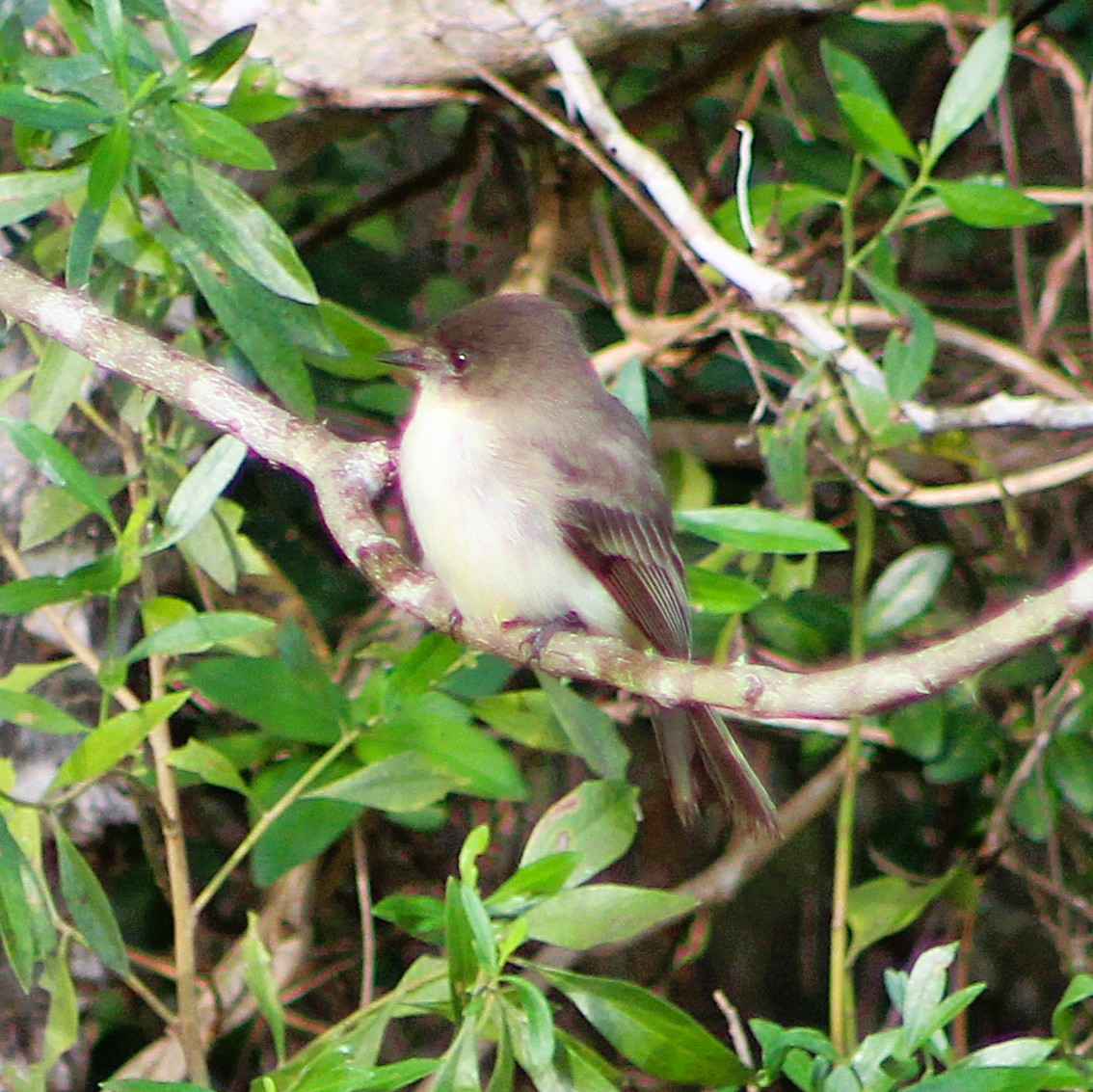 tyranovec domácí - ML646464441