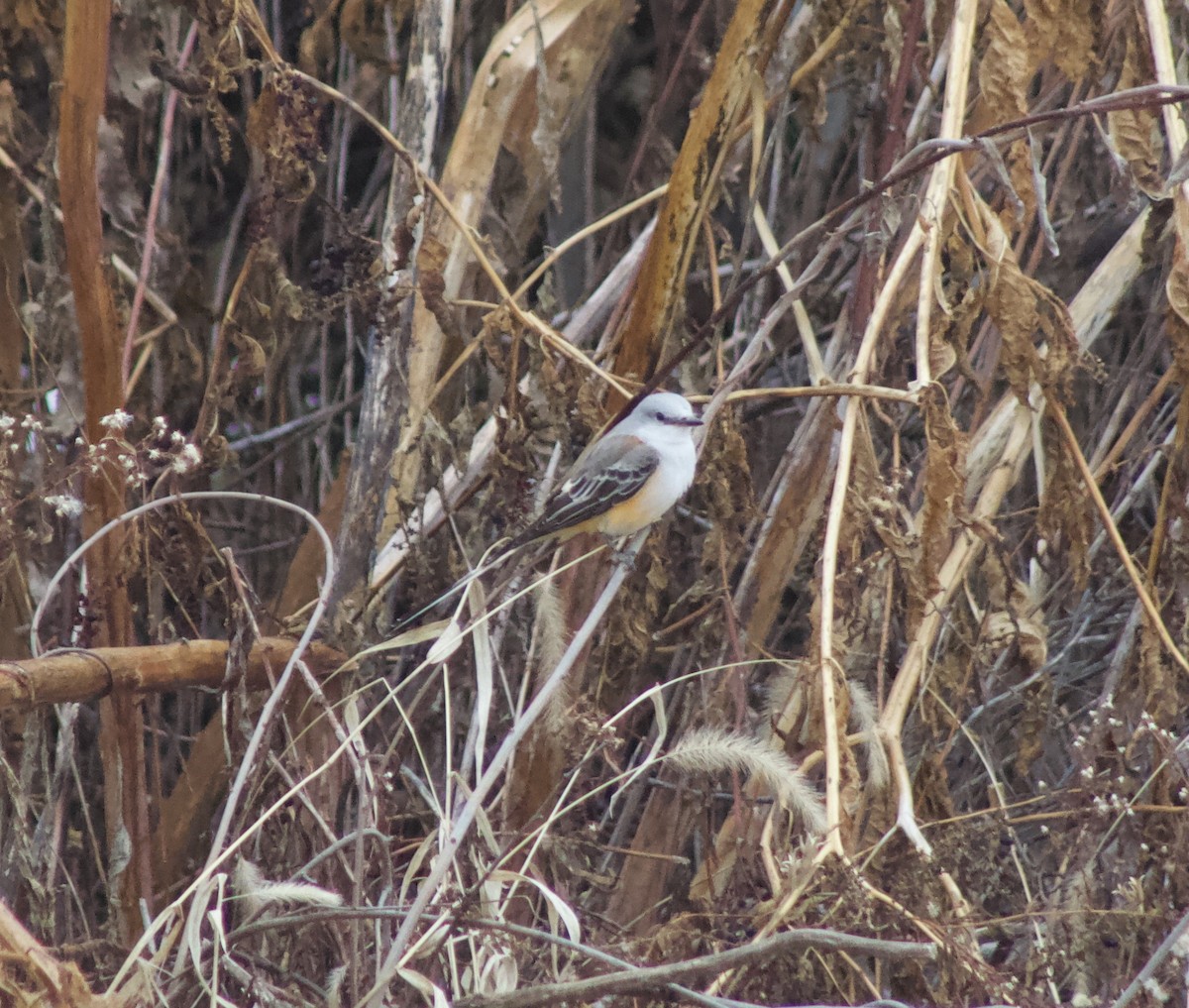 Scissor-tailed Flycatcher - ML646464442