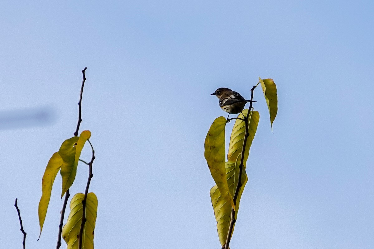 Yellow-rumped Warbler - ML646464443