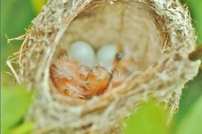 American Goldfinch - ML646464444
