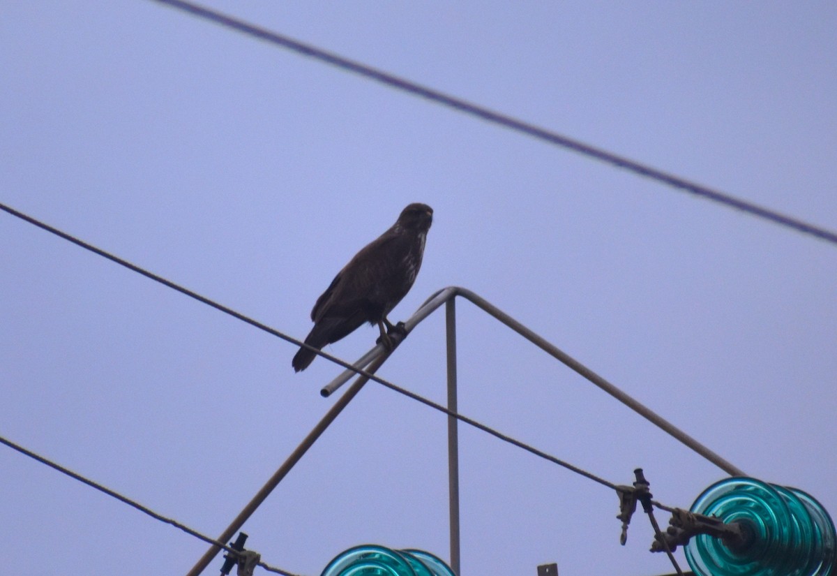 Mäusebussard - ML646464446