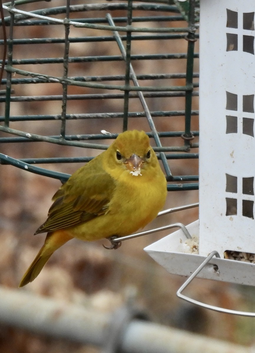 Sommerkardinal - ML646464447