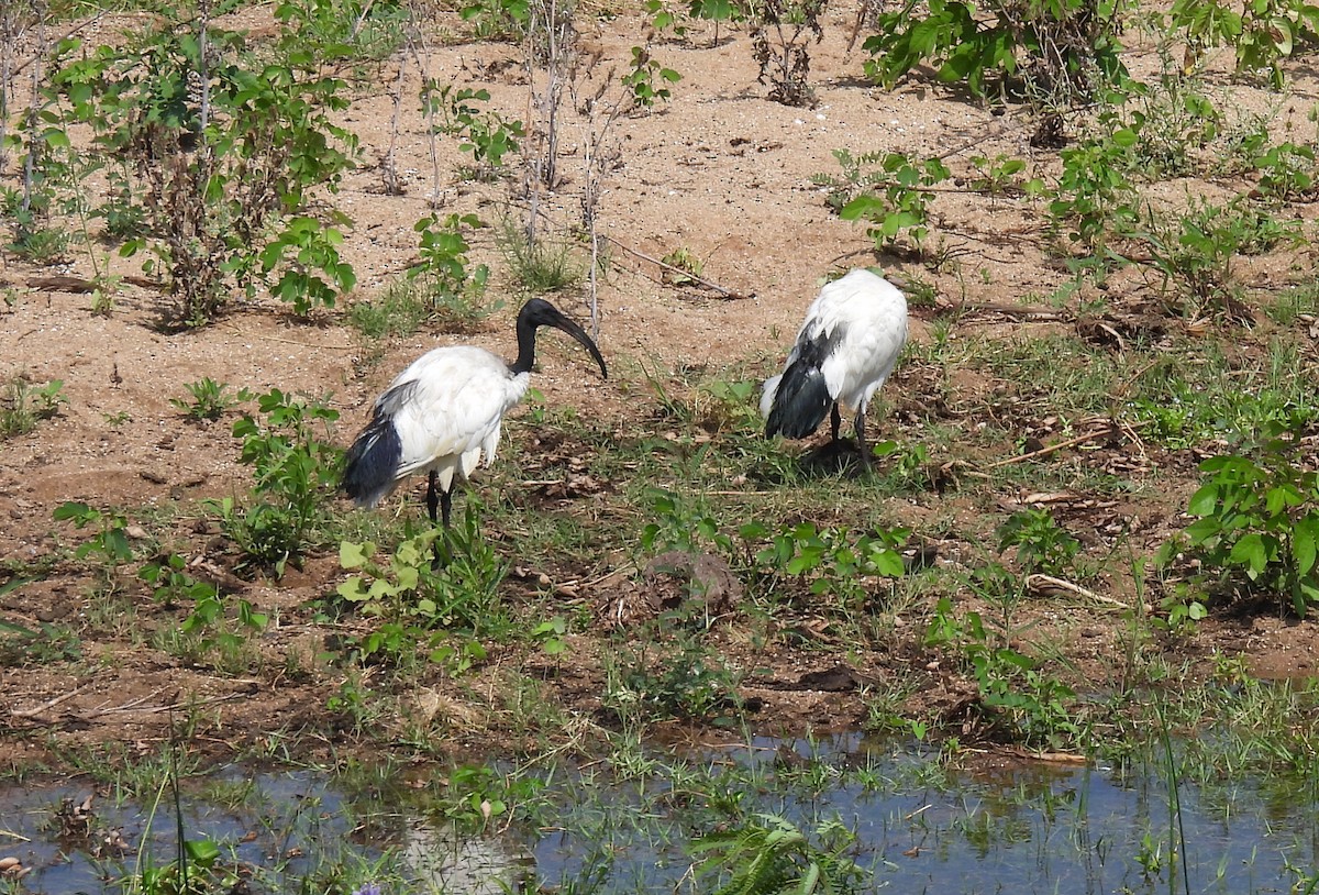 African Sacred Ibis - ML646464448