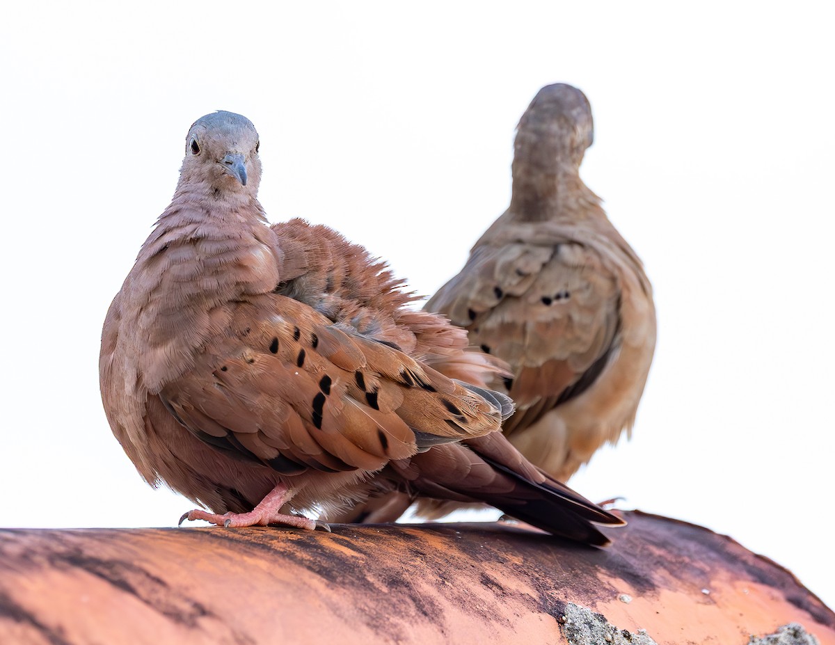 holoubek skořicový - ML646464449