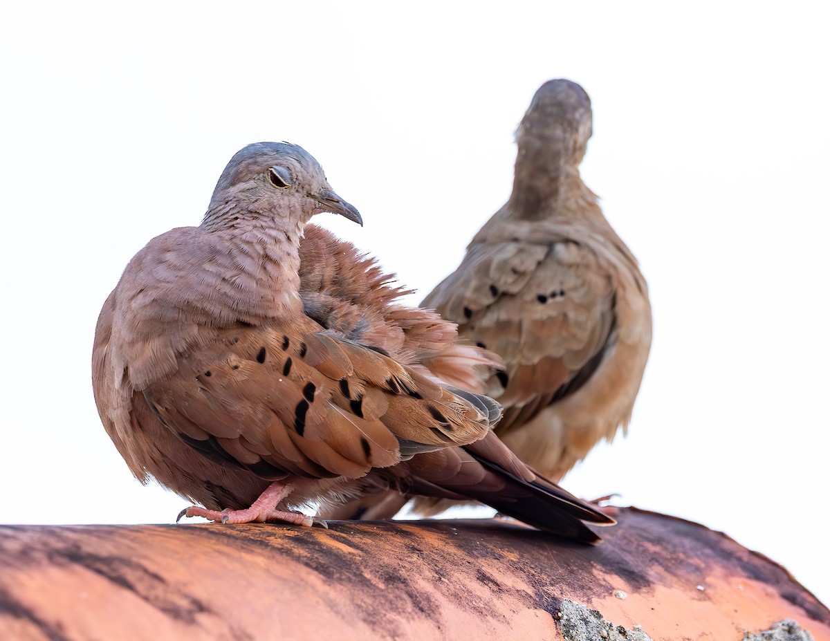 holoubek skořicový - ML646464450