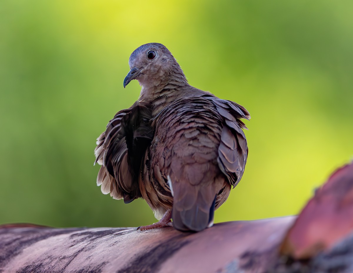 holoubek skořicový - ML646464451