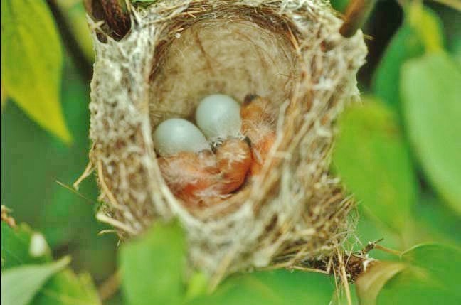 American Goldfinch - ML646464454