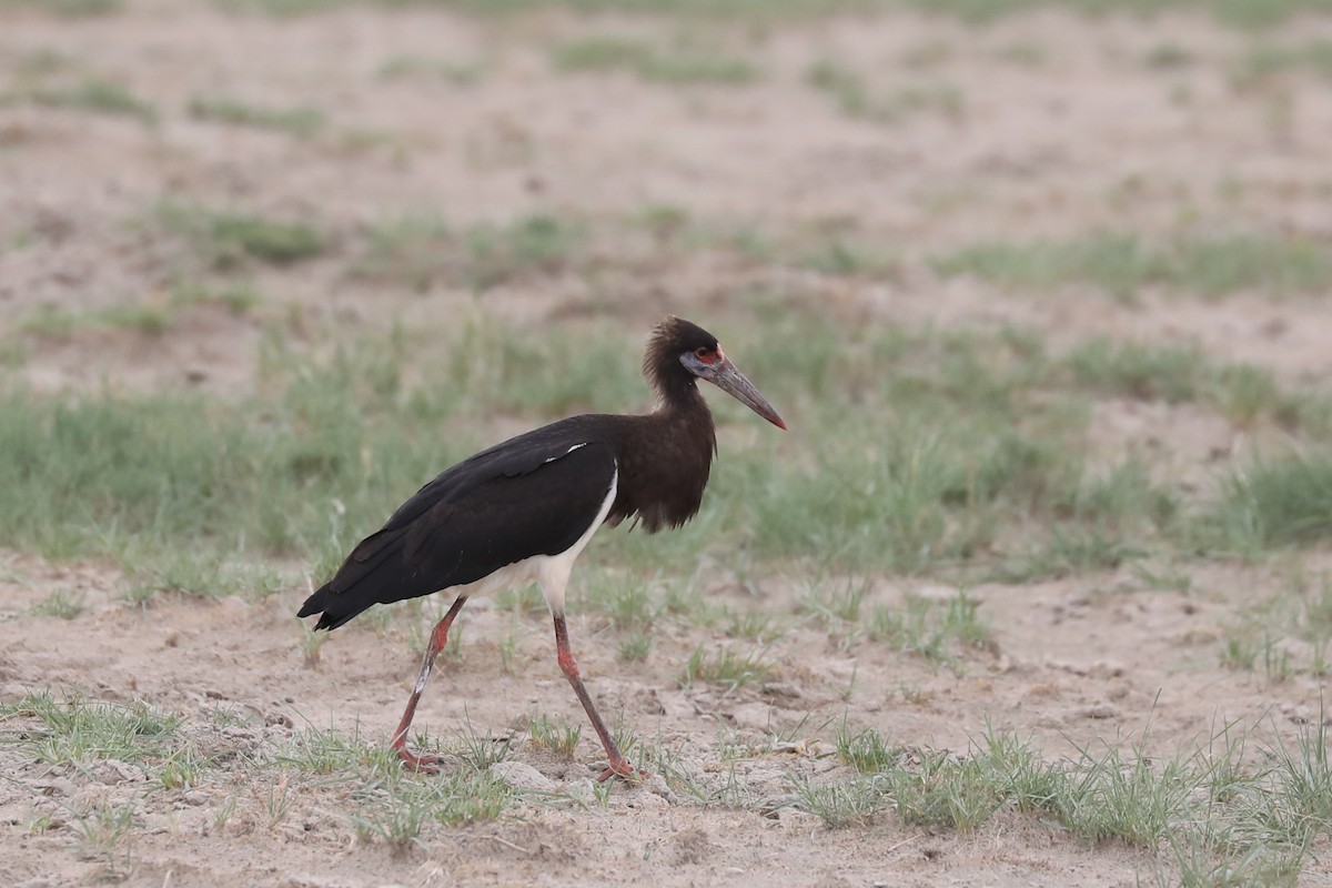 Abdim's Stork - ML646464455