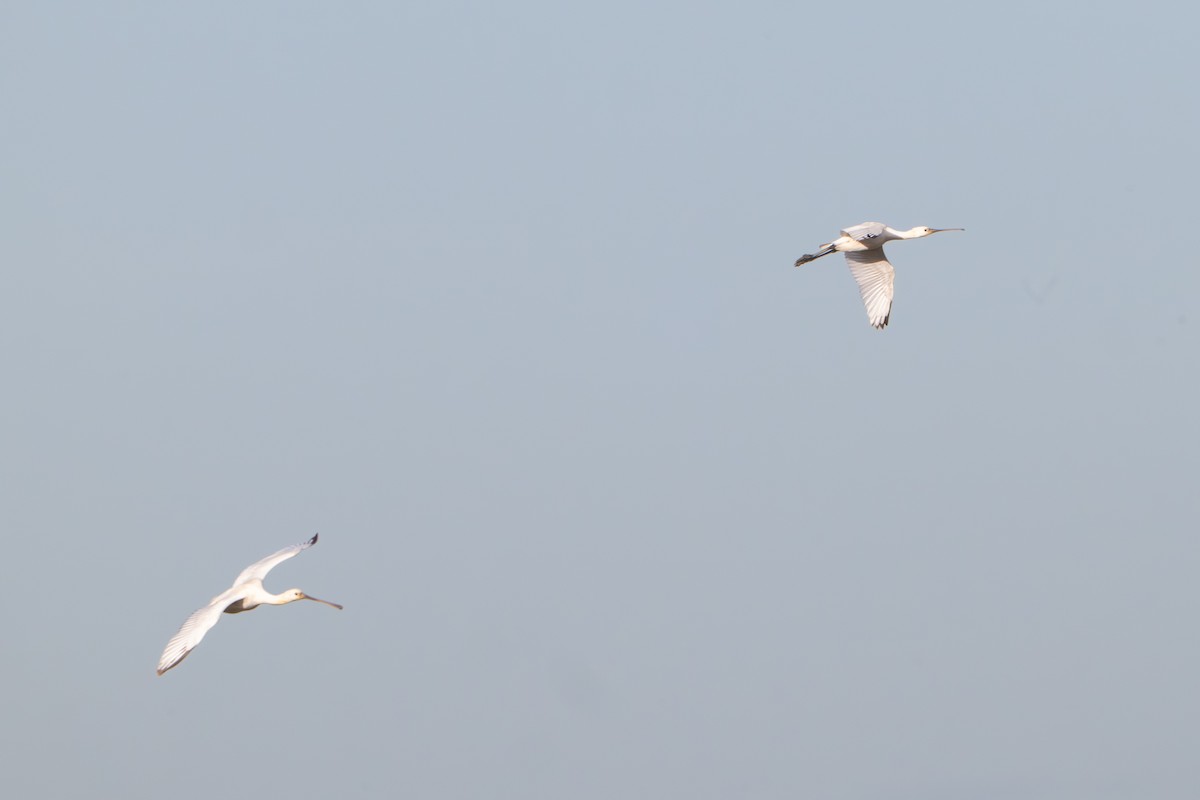 Eurasian Spoonbill - ML646464457