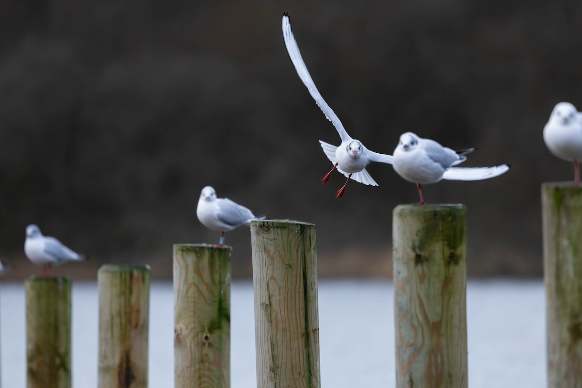 ユリカモメ - ML646464458