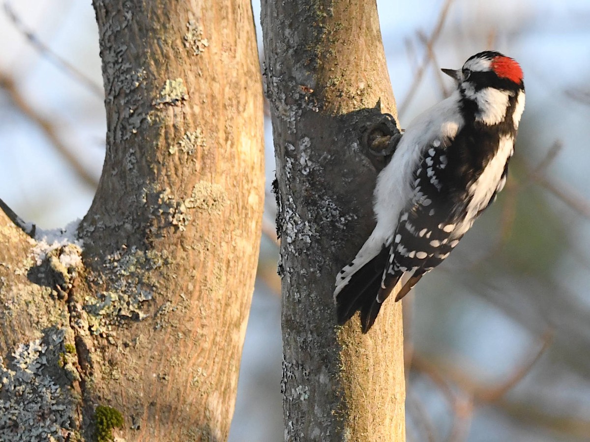 Yumuşak Tüylü Ağaçkakan - ML646464460