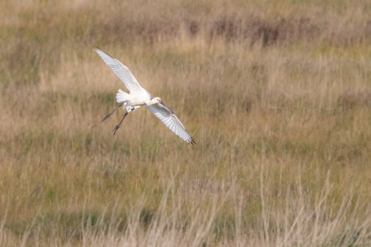 Eurasian Spoonbill - ML646464461