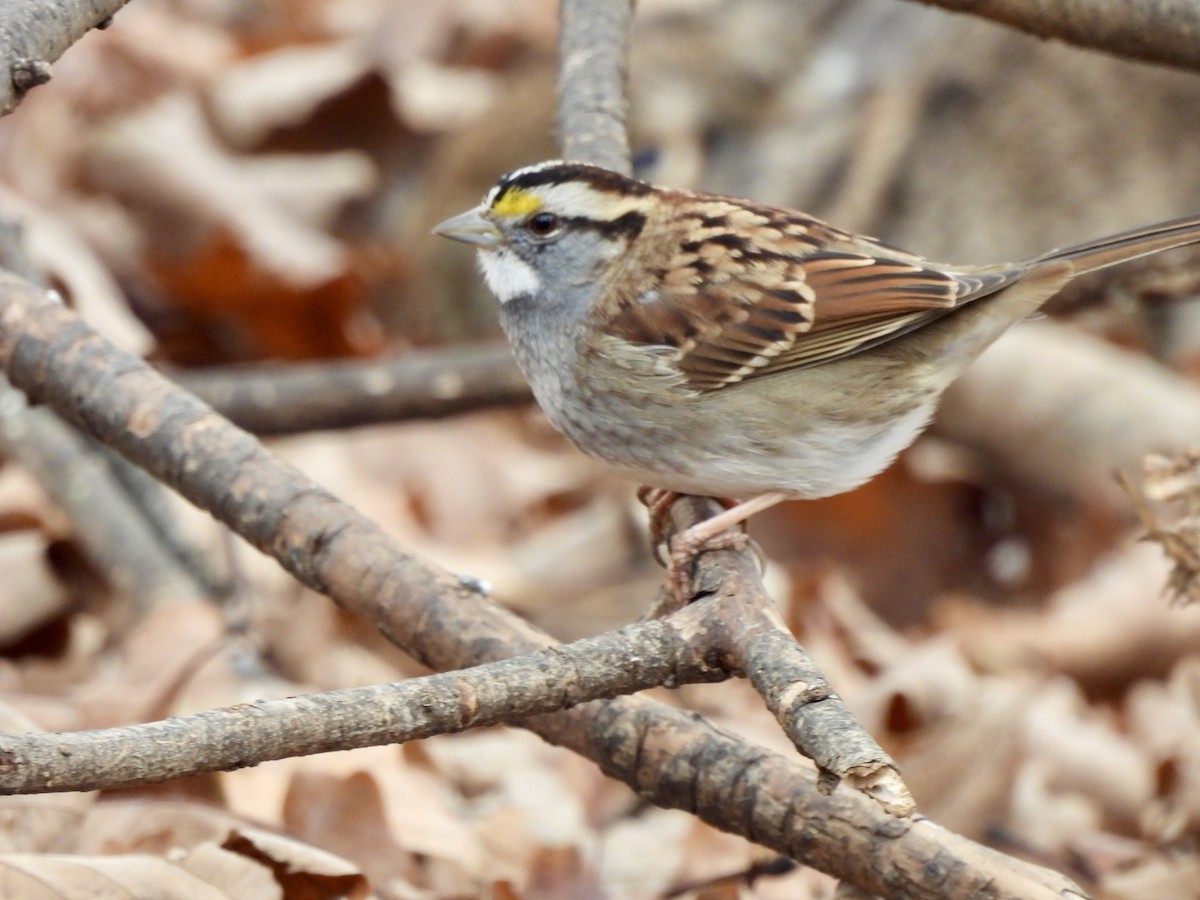 Weißkehlammer - ML646464462