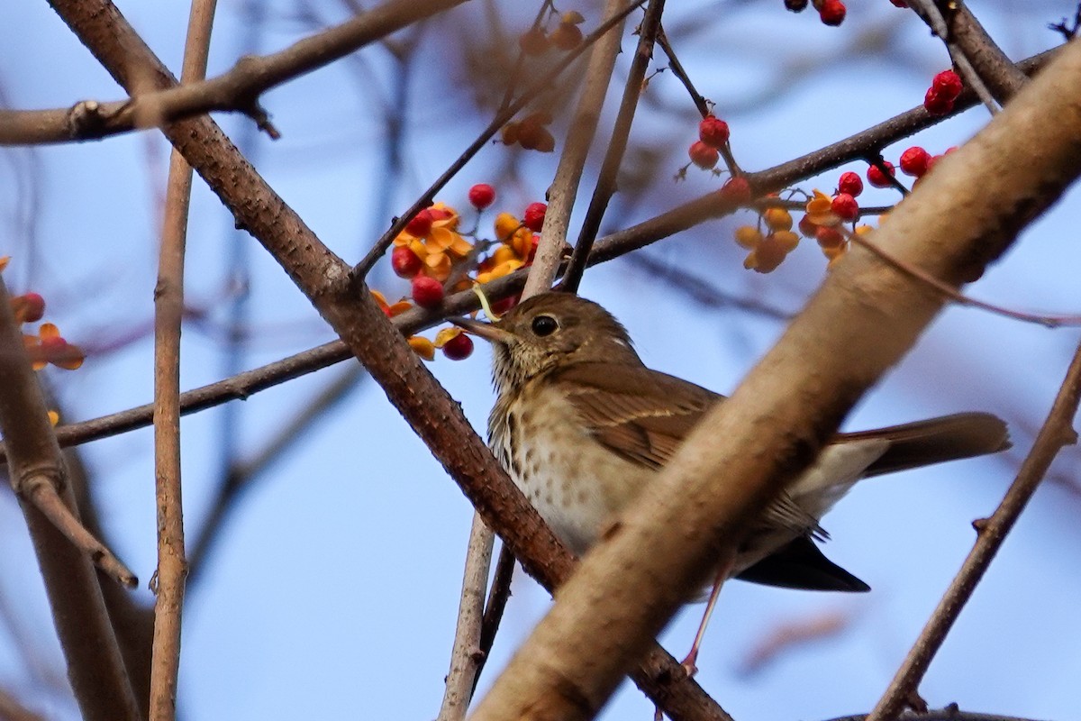 Hermit Thrush - ML646464463