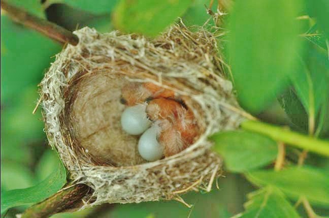 American Goldfinch - ML646464464