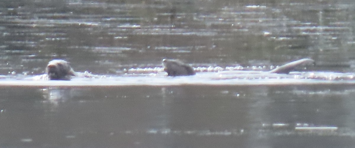 North American River Otter - ML646464465