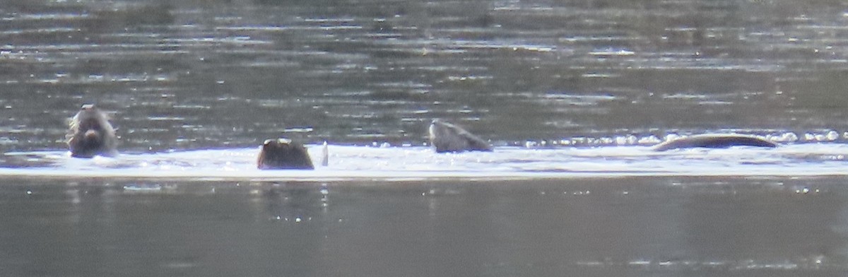 North American River Otter - ML646464466