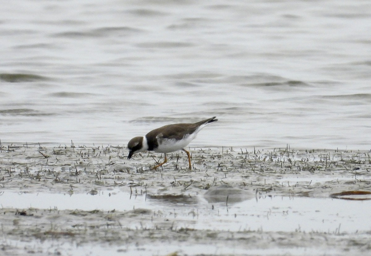 Semipalmated Plover - ML646464468