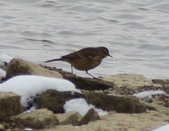 American Pipit - ML646464469