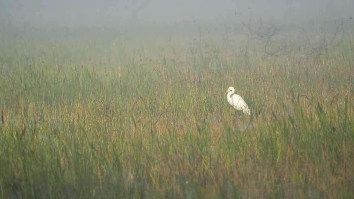 Great Egret - ML646464472