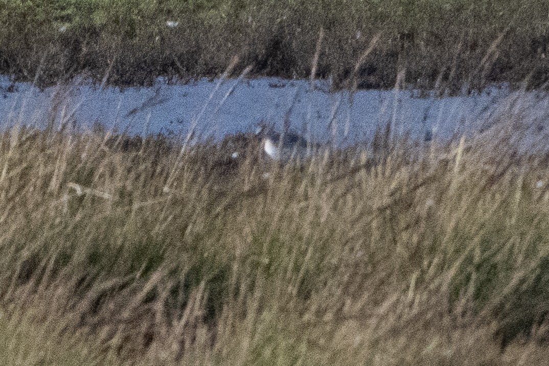 Spotted Redshank - ML646464473