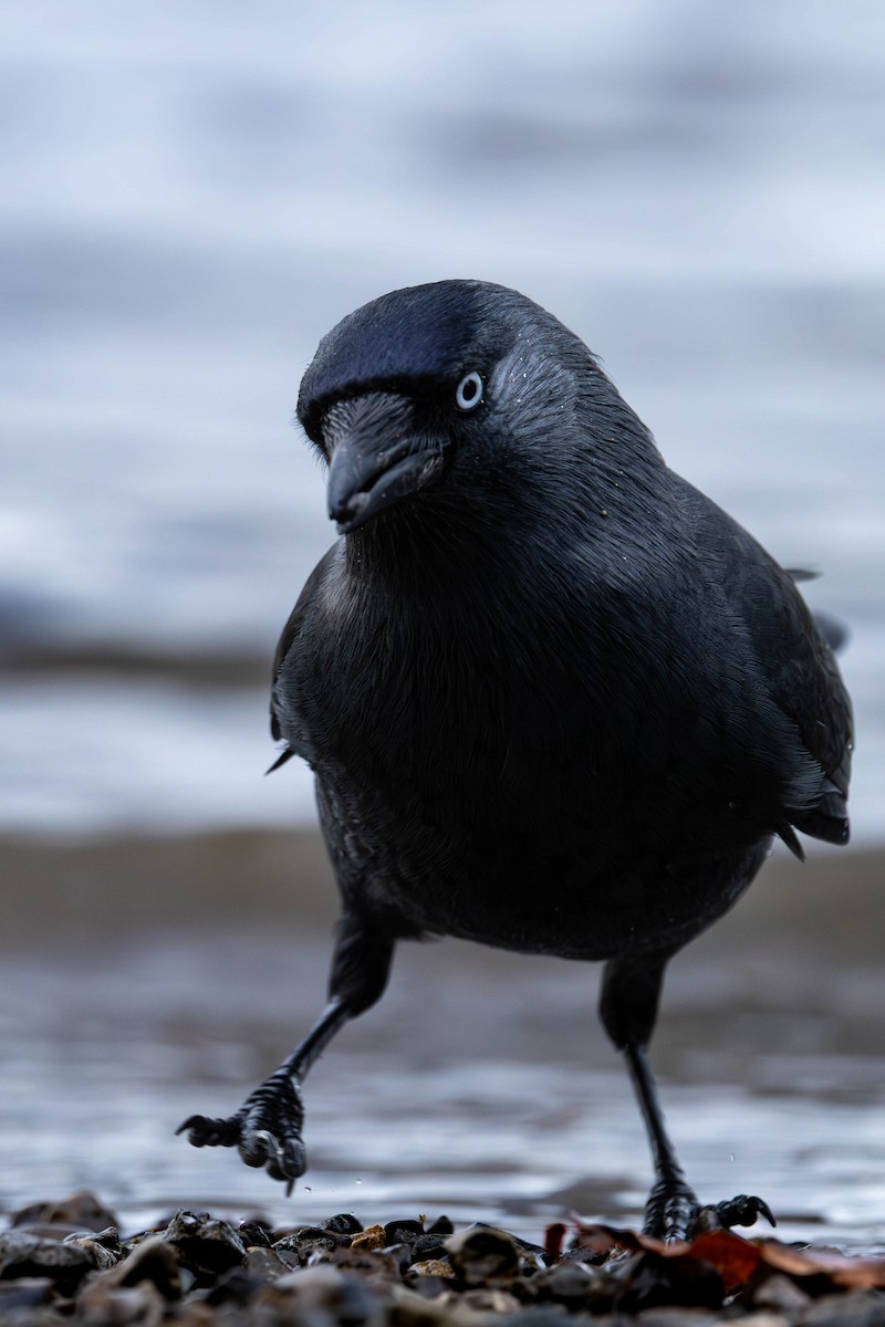 ニシコクマルガラス - ML646464474