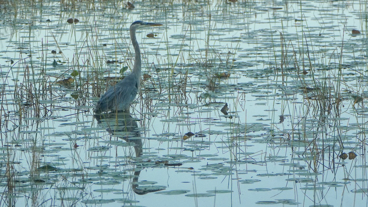 Great Blue Heron - ML646464478