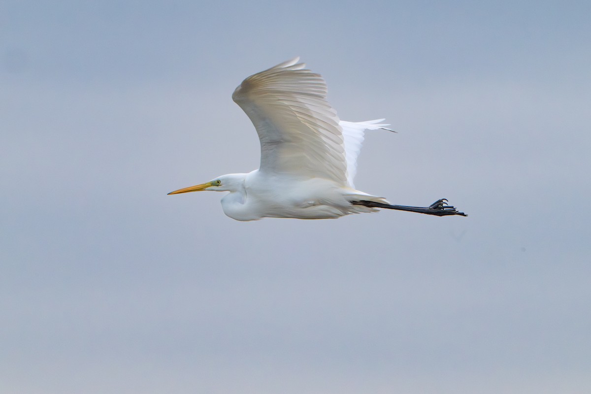 Great Egret - ML646464479