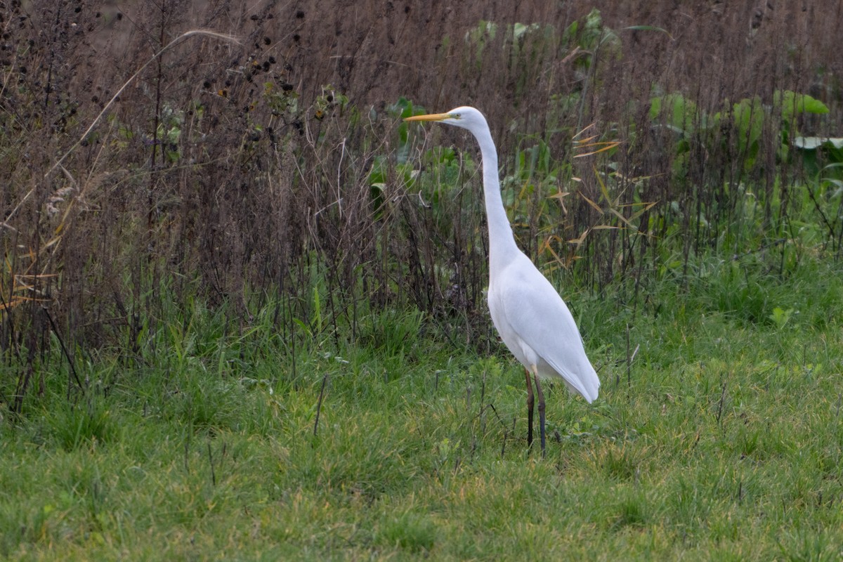 Great Egret - ML646464480