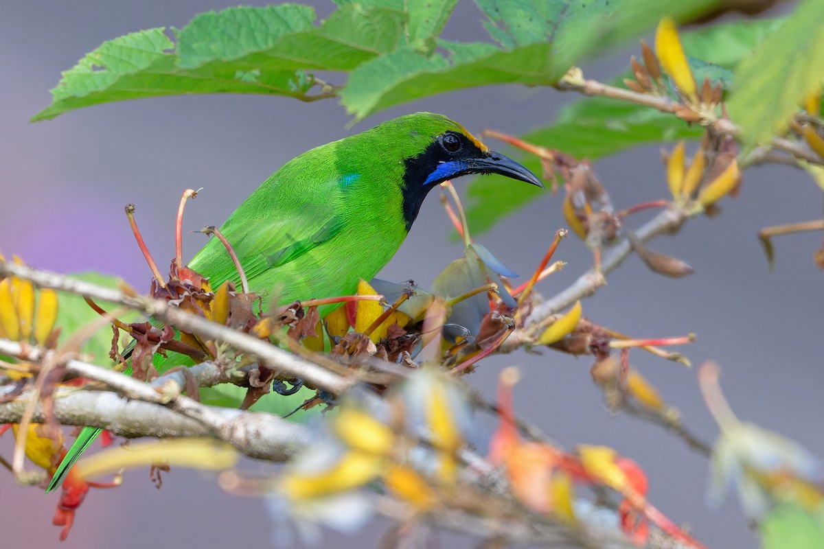 Verdin à front d'or - ML646464482