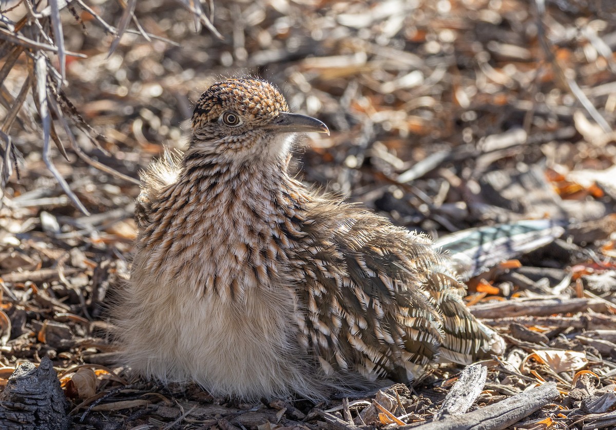 Grand Géocoucou - ML646464483