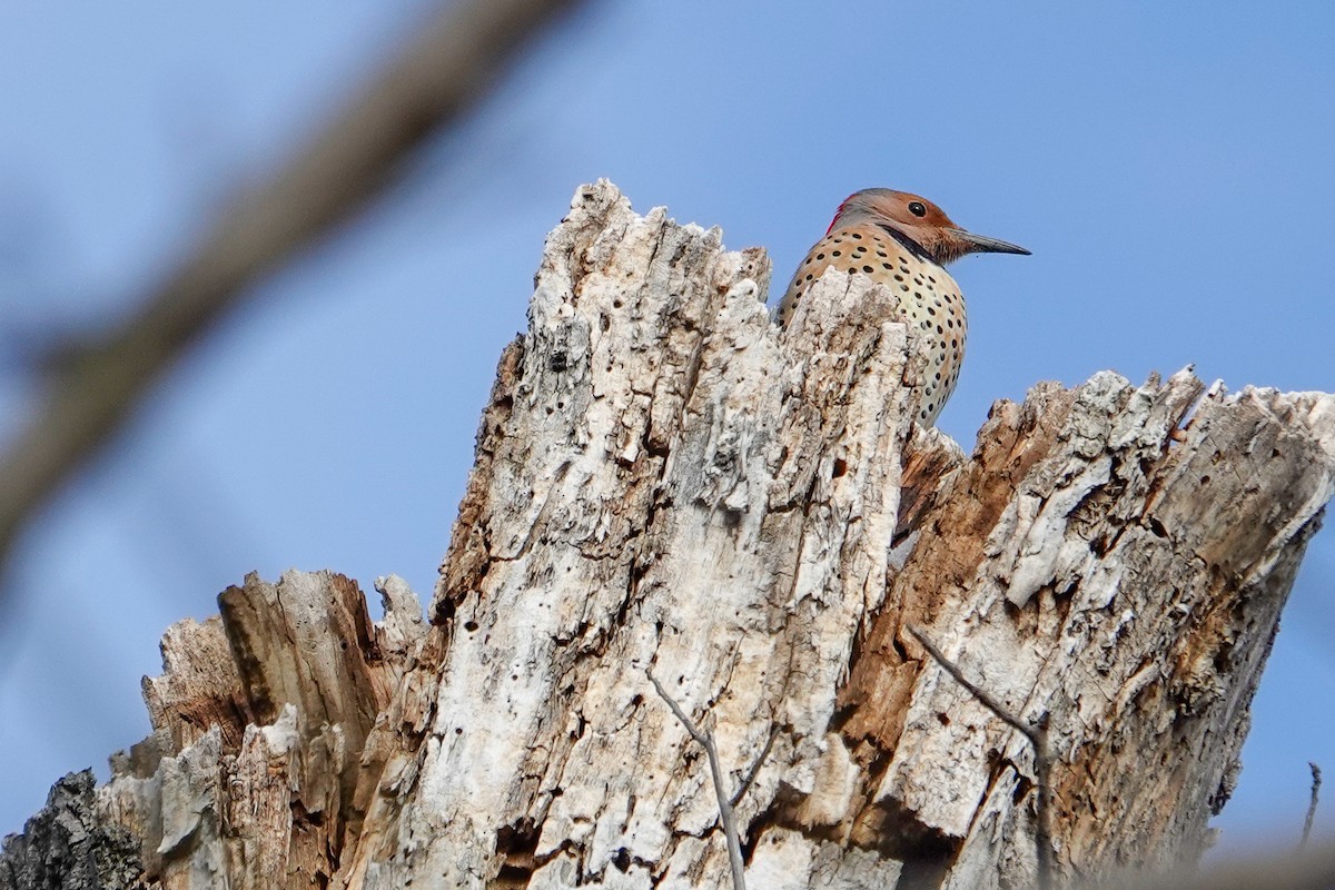 Northern Flicker - ML646464484