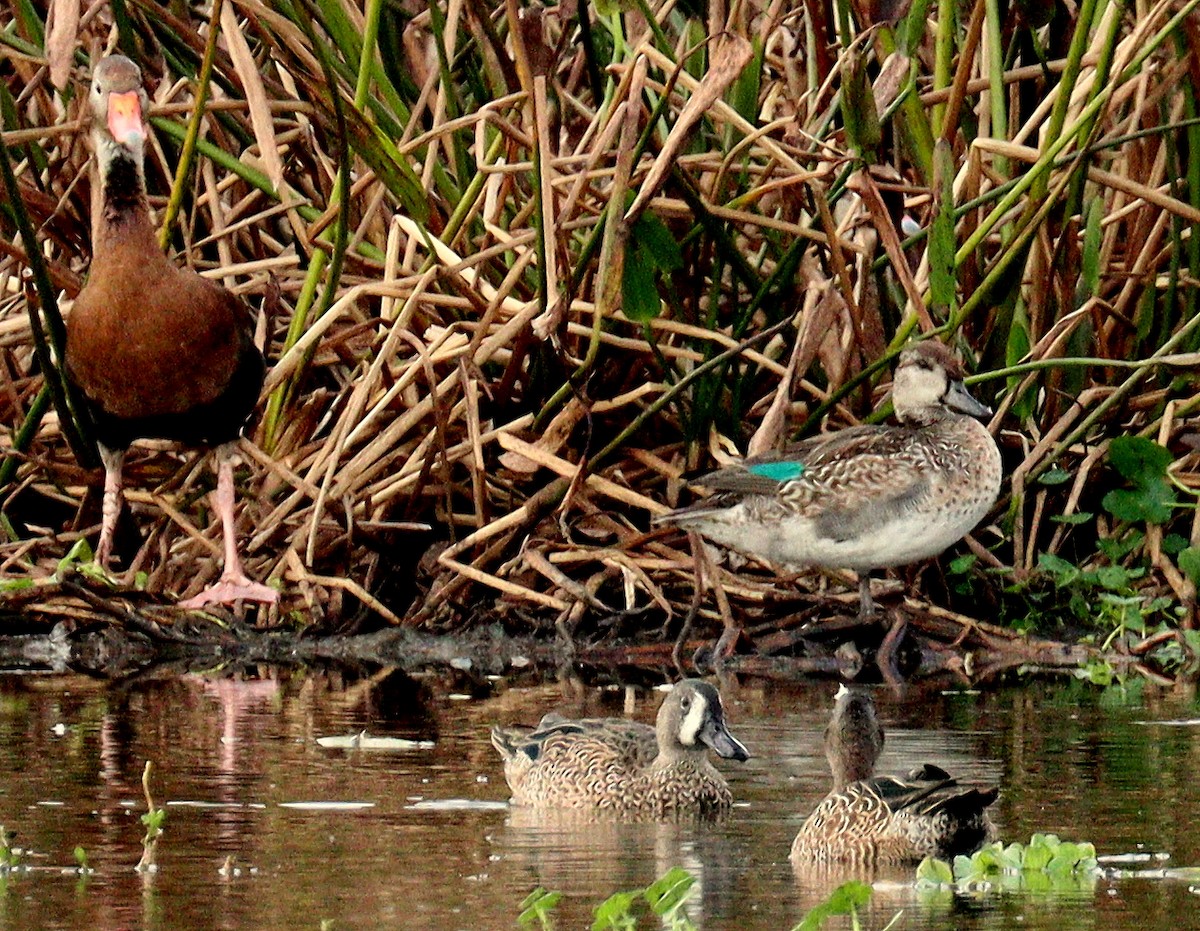 Green-winged Teal - ML646464485