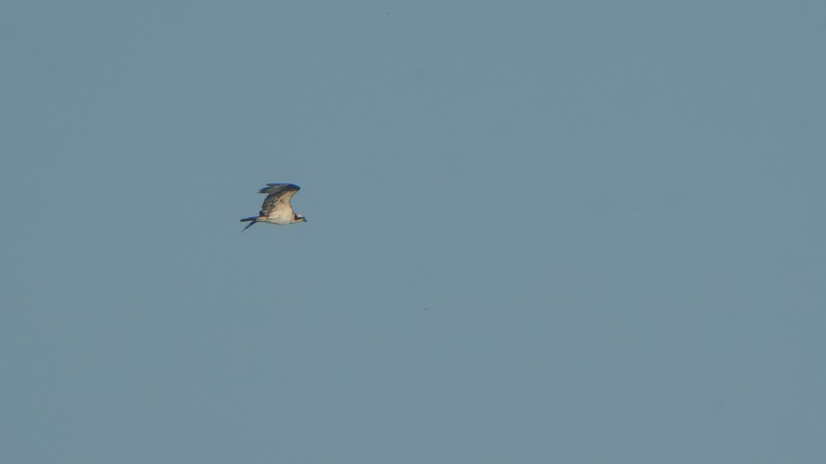 Osprey - ML646464493