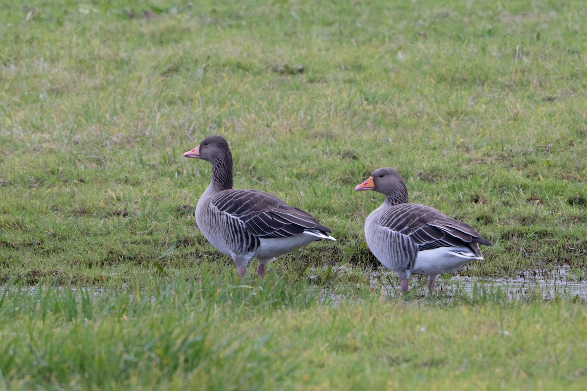 Oie cendrée - ML646464494