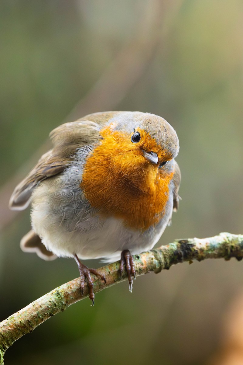 ヨーロッパコマドリ - ML646464495