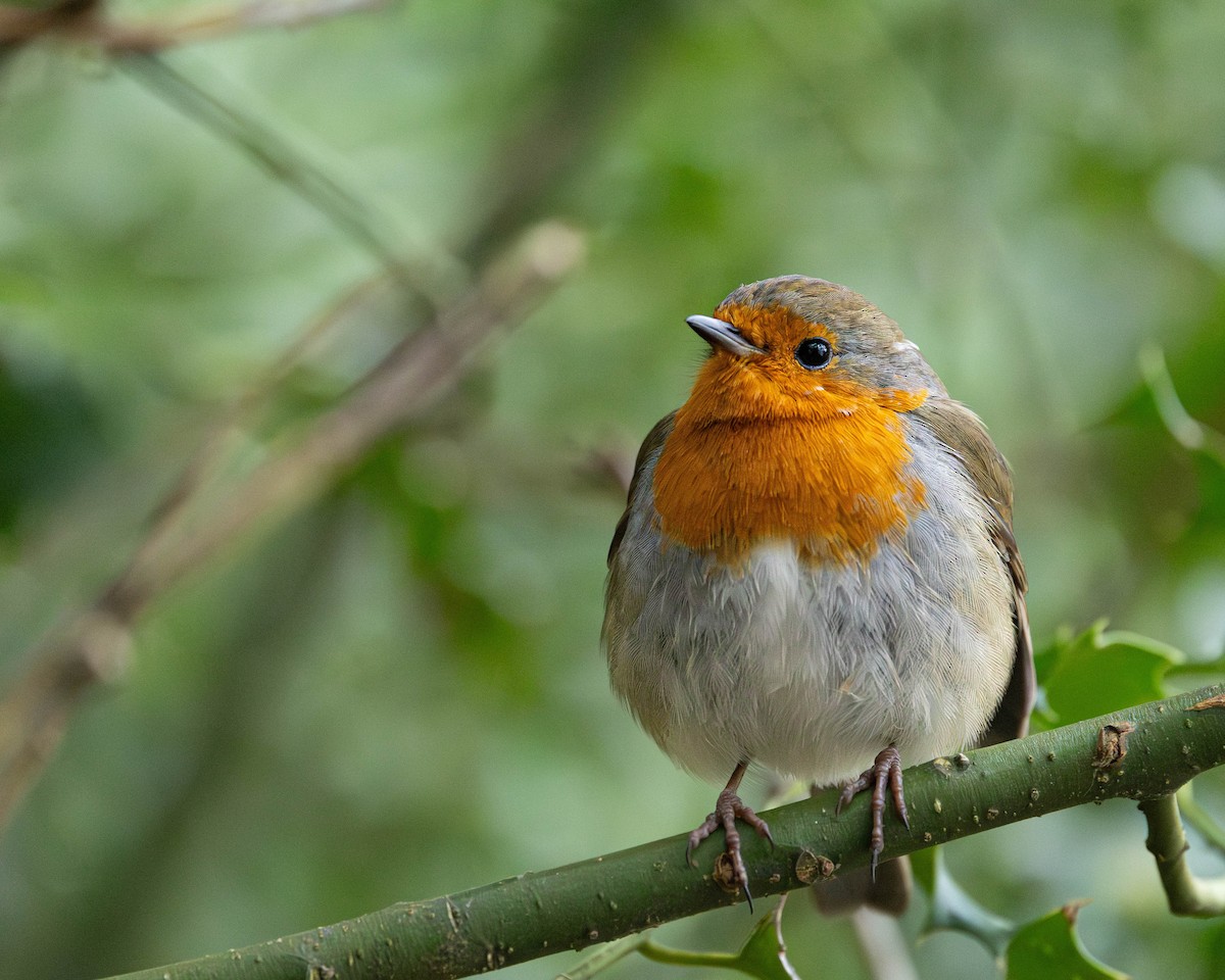 ヨーロッパコマドリ - ML646464496