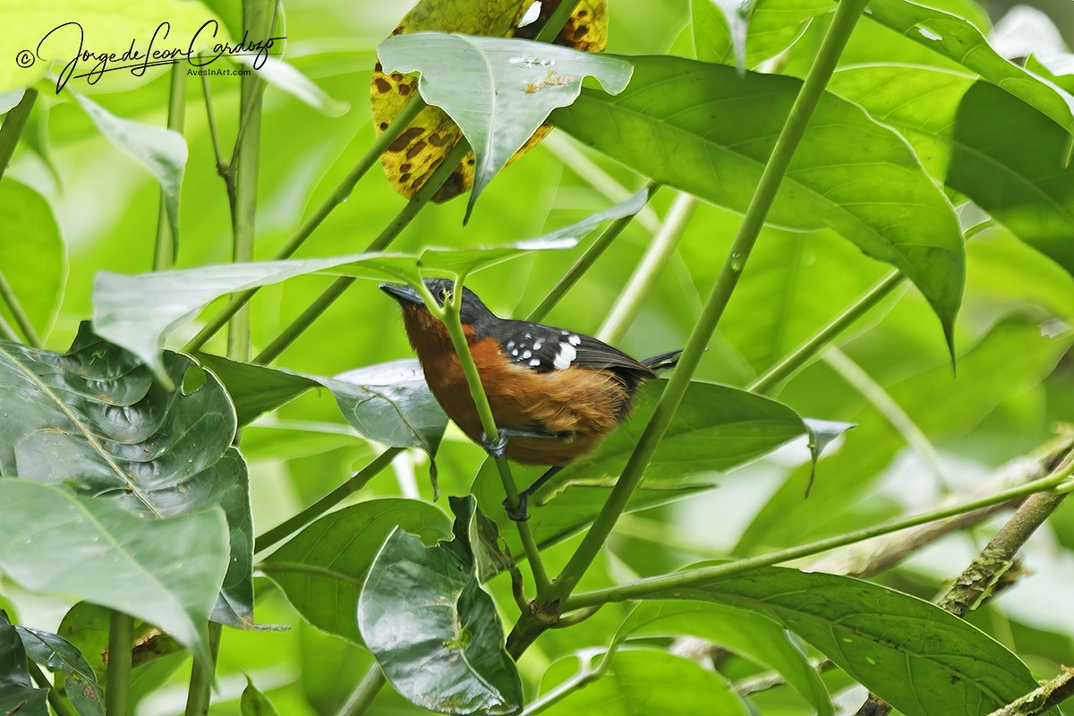 Grisin étoilé - ML646464498