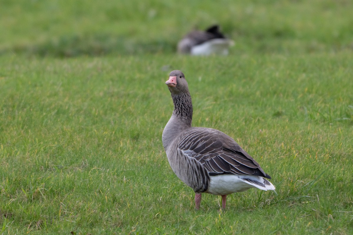 Oie cendrée - ML646464499