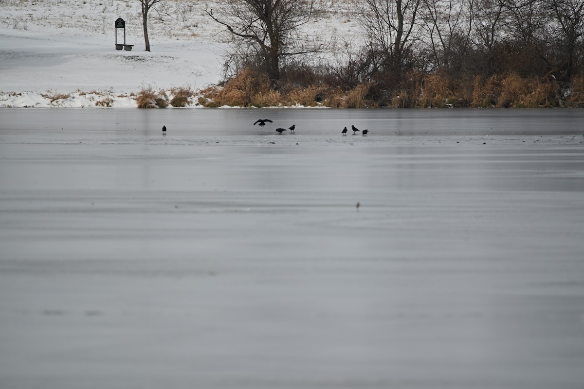 Corneille d'Amérique - ML646464500