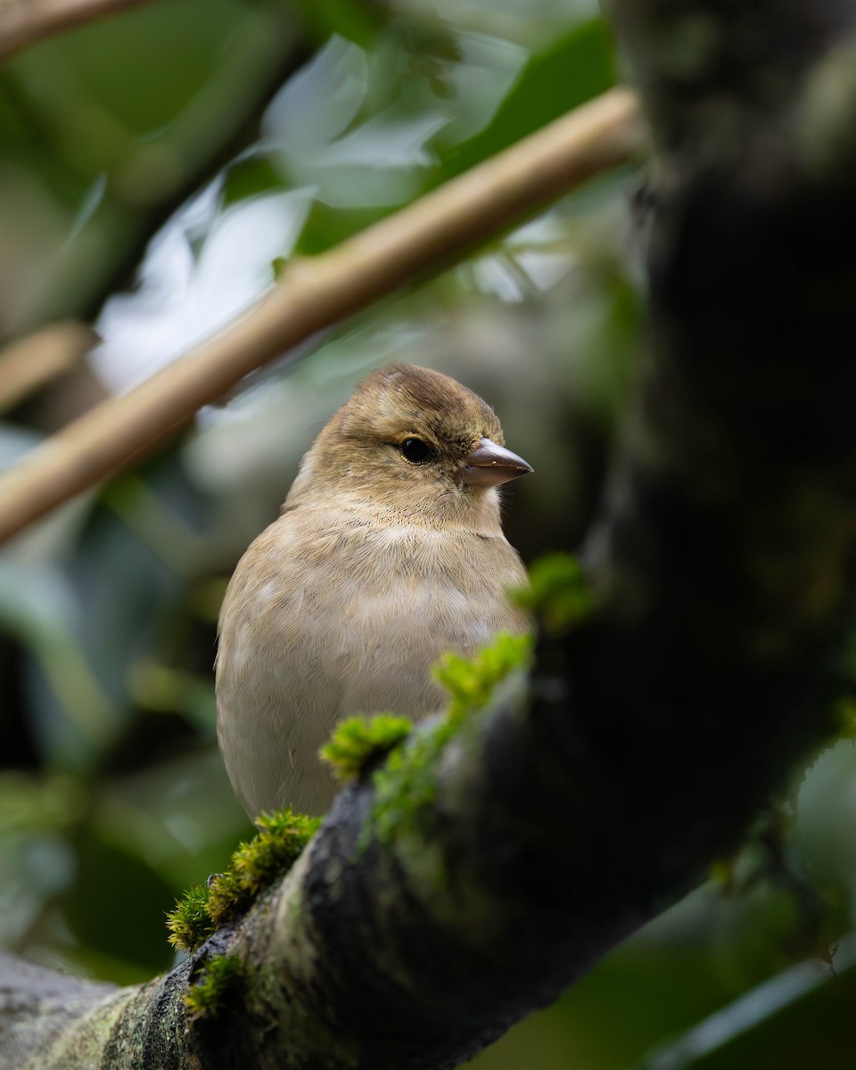 Pinson des arbres - ML646464502